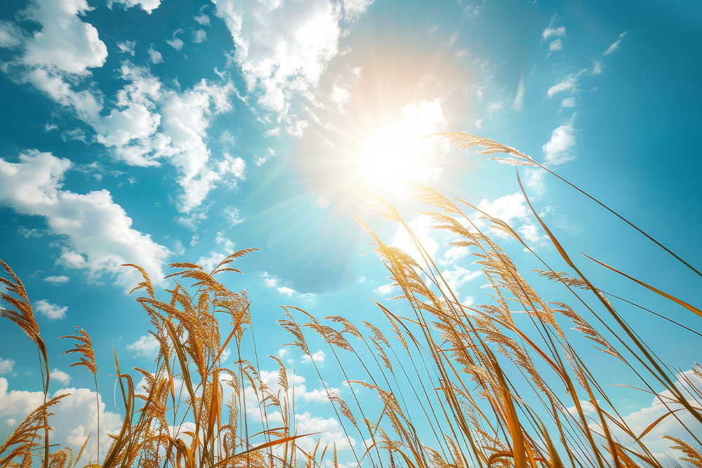 ファルコの事業のイメージ